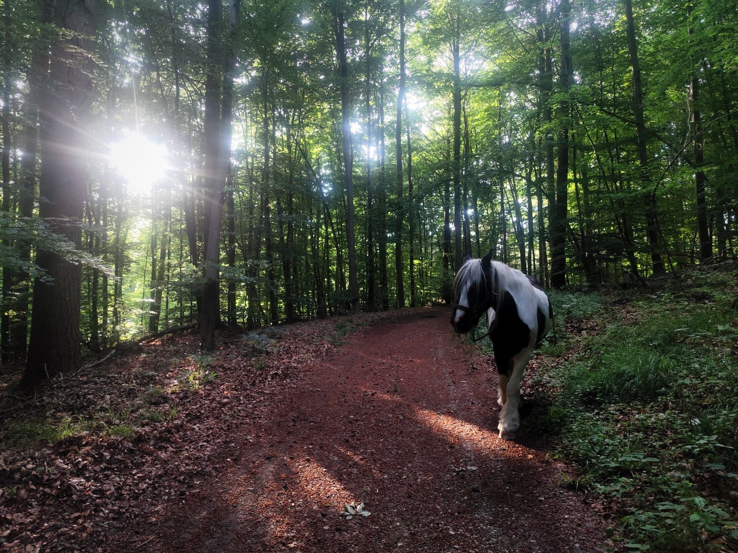 Pferd auf einem Waldweg im Gegenlicht