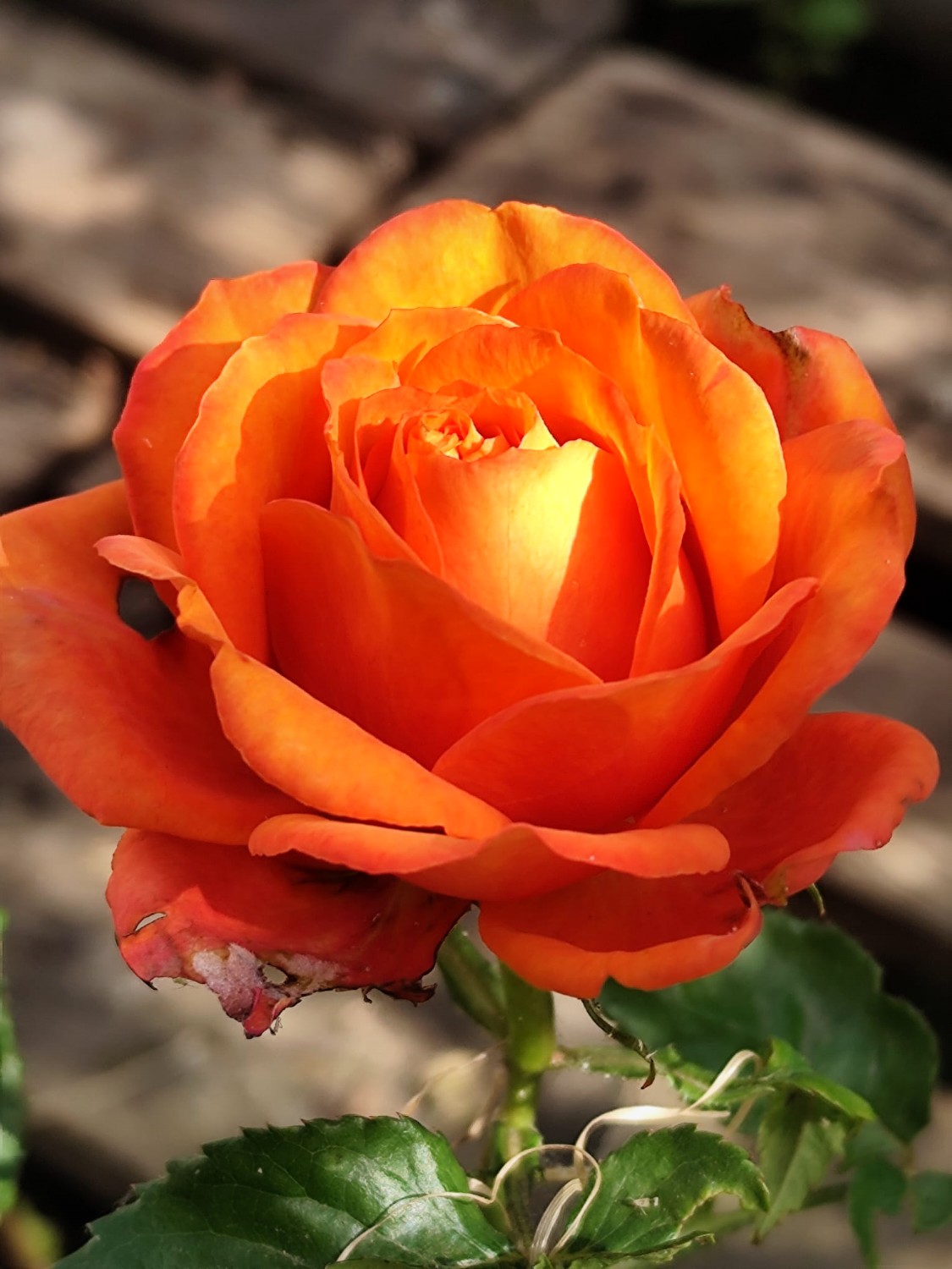 Orange-goldene Rose in voller Blüte — Sinnbild für Wachstum und Aufblühen