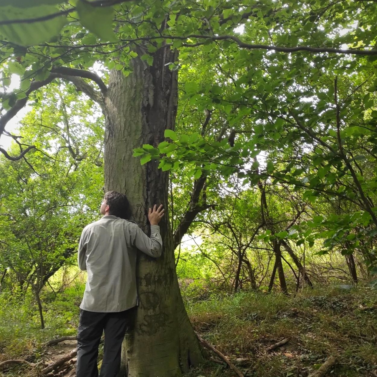 Mensch lehnt an einem alten Baum und atmet die Waldatmosphäre ein